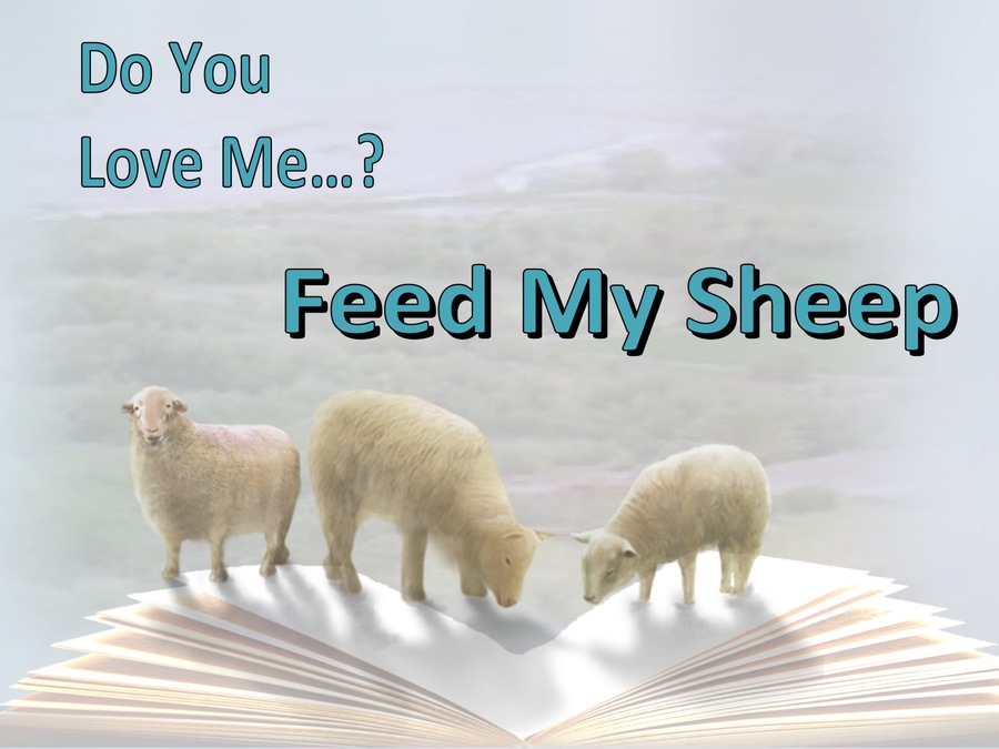 John 21:16 Do You Love Me Feed My Sheep (white)